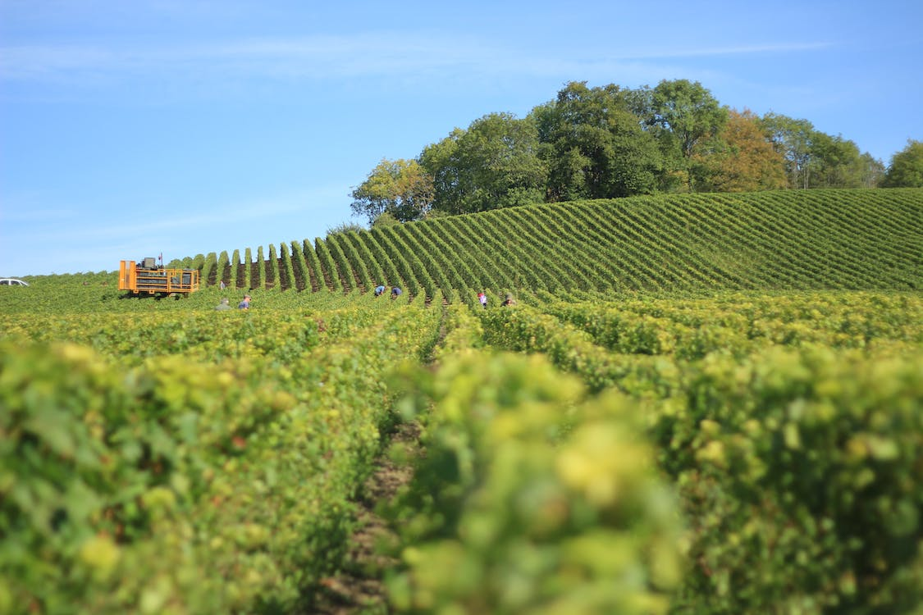 Vignes