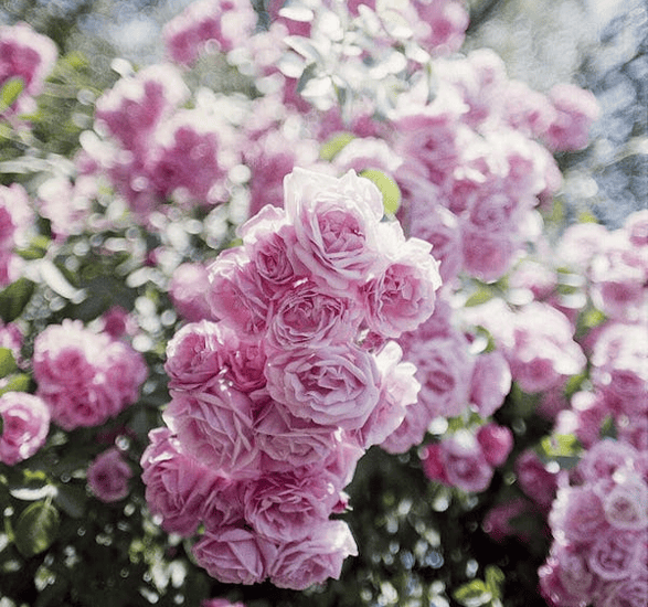 Rosier